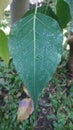 Leaf of Ficus religiosa or bodhi tree also known as peepal Royalty Free Stock Photo