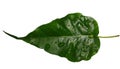 A Leaf of Ficus tree Royalty Free Stock Photo