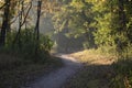 Calming autumn path