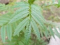 Leaf of the flax plant & x28;cosmos caudatus kunth& x29;