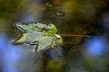 Leaf floating in a pond.