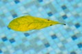 Leaf floating in pool, drifting and pulled around in a weightless space right at the surface of the swimming pool. This floating l Royalty Free Stock Photo