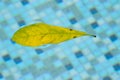 Leaf floating in pool, drifting and pulled around in a weightless space right at the surface of the swimming pool. This floating l