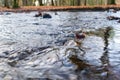 Leaf floating on the river flowing through a forest Royalty Free Stock Photo