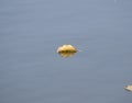 Leaf floating in the river Royalty Free Stock Photo