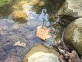 Leaf floating in river water by the rocks Royalty Free Stock Photo