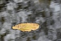 Leaf Floating on River Water