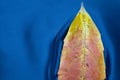 Leaf floating on water