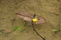 Leaf floating in water in Hong Kong Royalty Free Stock Photo