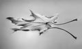 Leaf floating on water surface