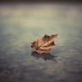 Moody Tonalism: A Dreamy Leaf Floating In Brown Water