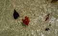 Leaf floats on the water. Fallen leaf in the sea Royalty Free Stock Photo