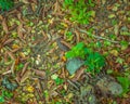 Leaf on the floor