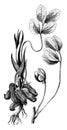 Leaf, Flower, and Clusters of Arachis Hypogaea vintage illustration