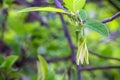 Leaf and flower of custard apples Royalty Free Stock Photo