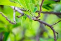 Leaf and flower of custard apples Royalty Free Stock Photo