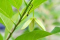 Leaf and flower of Custard apples Royalty Free Stock Photo