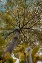 Leaf flower plant photo photography