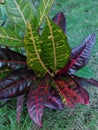 leaf flower