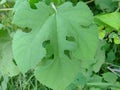 Leaf flower soil fruit