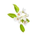 Leaf. Flowers of apple. Green. Spring. Isolated on white background. for your design. An object. Royalty Free Stock Photo