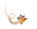 Leaf flying on the wind isolated in white background autu Royalty Free Stock Photo