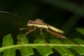 Leaf footed bug Royalty Free Stock Photo