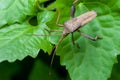 Leaf-footed Bug Royalty Free Stock Photo