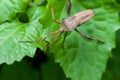 Leaf-footed Bug Royalty Free Stock Photo