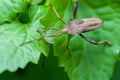 Leaf-footed Bug Royalty Free Stock Photo