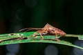 Leaf-footed Bug Royalty Free Stock Photo