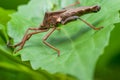 Leaf-footed Bug Royalty Free Stock Photo