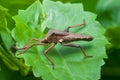 Leaf-footed Bug Royalty Free Stock Photo