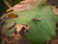 Leaf-footed Bug Anoplocnemis sp., Coreidae crawling on a leaf