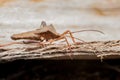 Leaf-footed Bug Royalty Free Stock Photo