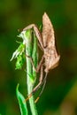 Leaf-footed Bug Royalty Free Stock Photo