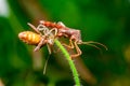 Leaf-footed Bug Royalty Free Stock Photo