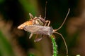Leaf-footed Bug Royalty Free Stock Photo