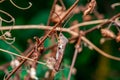 Leaf-footed Bug Royalty Free Stock Photo