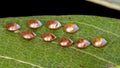 Leaf footed bug eggs Royalty Free Stock Photo