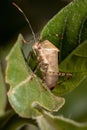 Leaf-footed Bug Royalty Free Stock Photo