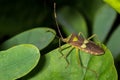 Leaf footed bug Royalty Free Stock Photo
