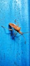 Leaf Footed Bug , Hemiptera Coreidae, Stinky Fly Royalty Free Stock Photo