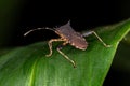Leaf-footed Bug Royalty Free Stock Photo