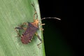 Leaf-footed Bug Royalty Free Stock Photo