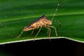 Leaf-footed Bug Royalty Free Stock Photo