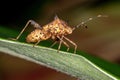 Leaf-footed Bug Royalty Free Stock Photo