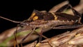 Leaf footed Bug Royalty Free Stock Photo