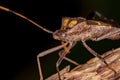 Leaf footed Bug Royalty Free Stock Photo