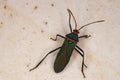 Leaf footed Bug Royalty Free Stock Photo